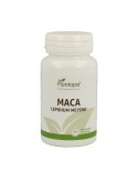 Maca