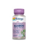 Bamboo