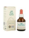LES Ficus Carica