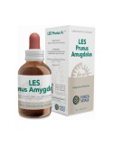 LES Prunus Amygdalus
