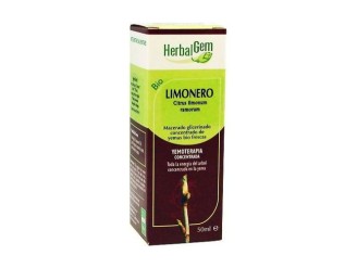 Limónero macerado glicerinado
