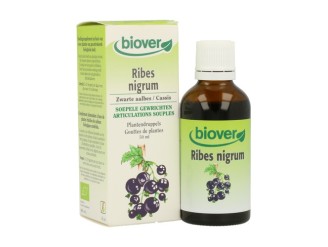 Ribes Nigrum (Grosellero Negro)