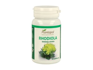 Rhodiola Rosea