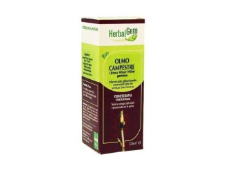 Olmo Campestre Macerado Glicerinado