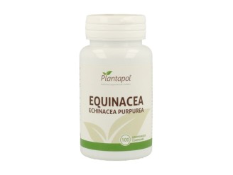 Echinacea