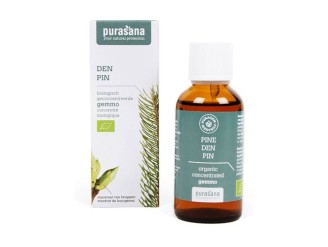Pino