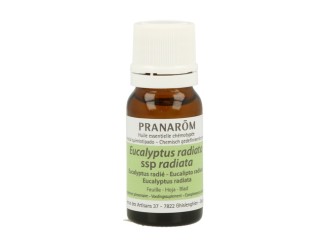 Eucalipto Radiata Hoja Aceite Esencial