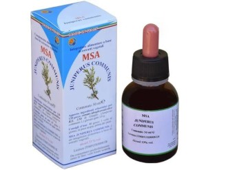 Msa Juniperus communis jóvenes brotes enebro