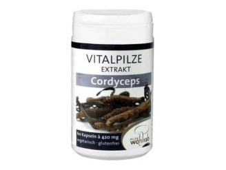 Cordyceps - Pilze Wolhrab
