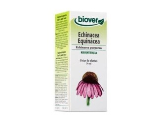 Echinacea Purpurea (Echinacea)